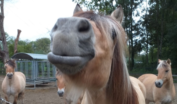 <p>Een aantal van de pony's van 'De Boldermanege'.</p>