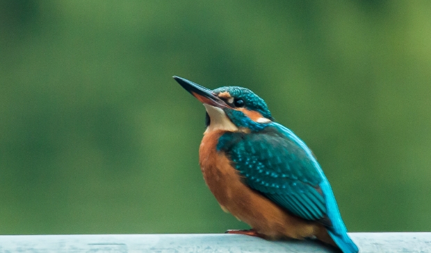 ijsvogel vrouwtje in de giessen