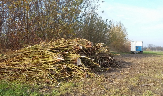 Takkenhoop van wilgen en elzen