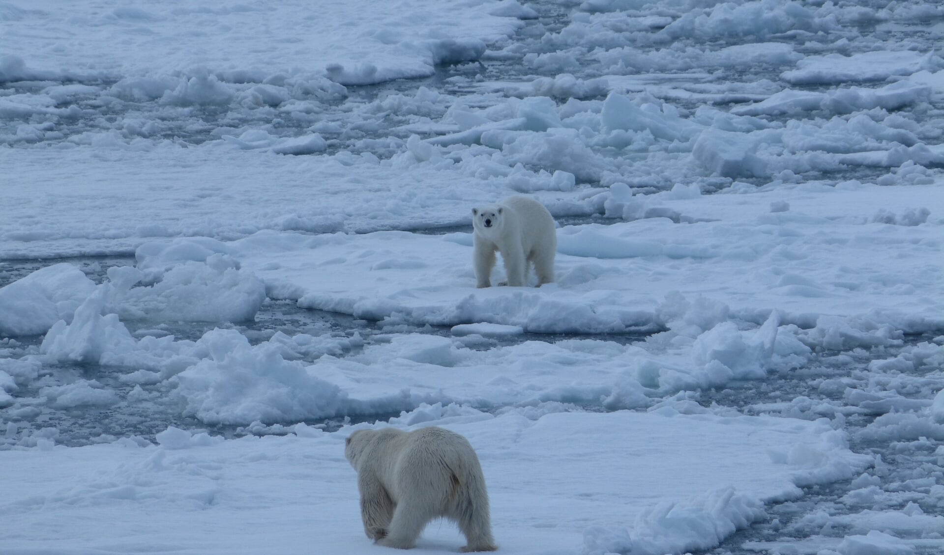 Een foto die de klimaatverandering illustreert: solitair levende ijsberen op Spitsbergen ontmoeten elkaar steeds vaker door verlies van habitat.