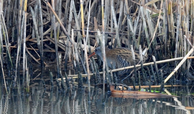 <p>,,Tussen het riet in het Binnenveld trof ik een waterral, een soort slank waterhoentje.'' </p>