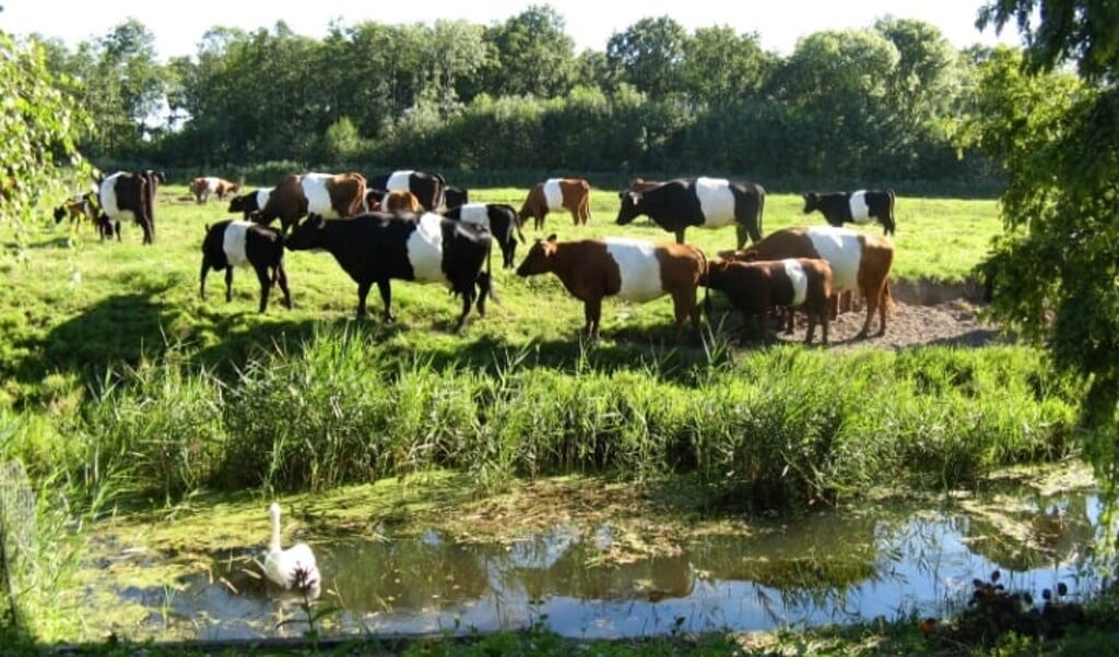 Grazende Lakenvelder koeien in De Schoolsteegbosjes. De kudde verdween en de gemeente denkt na over hoe het verder moet. 