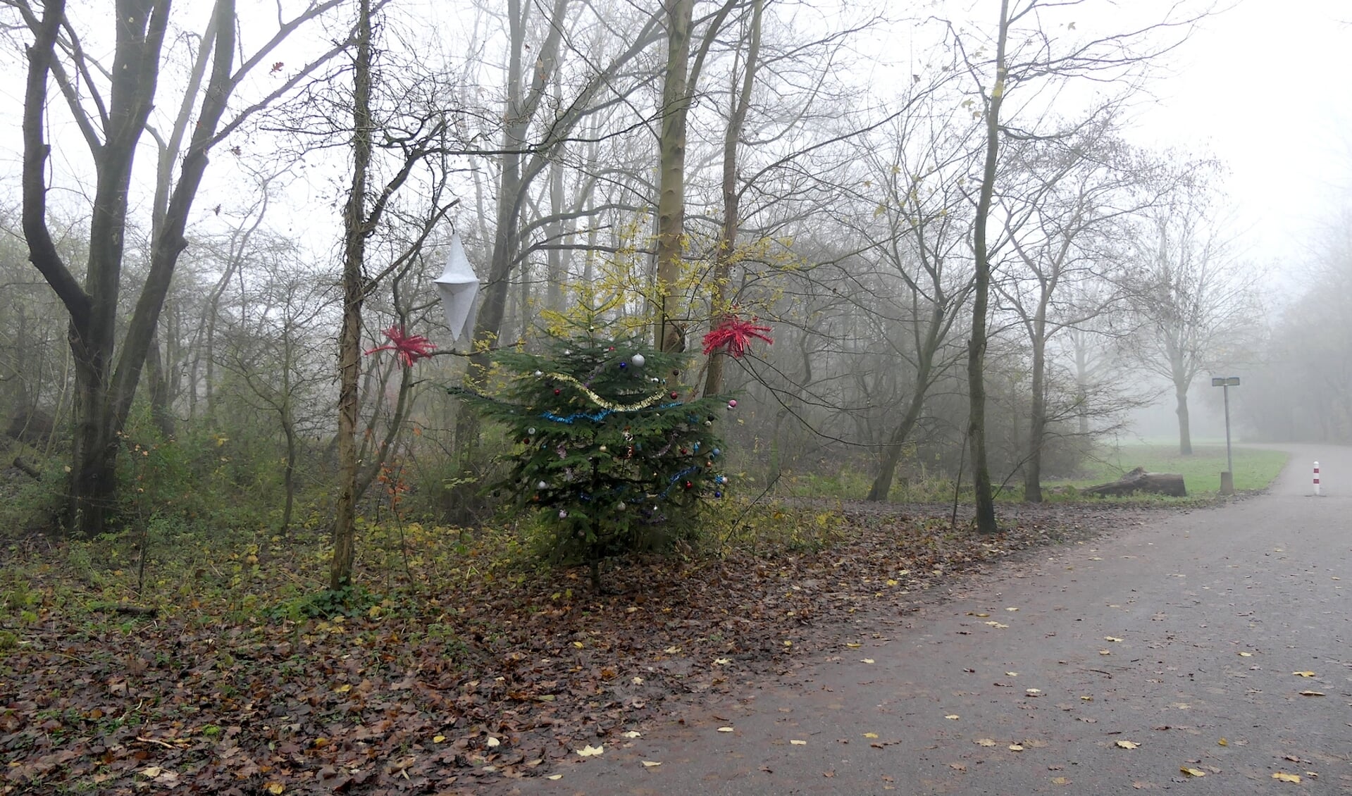 Kerstboom in het Haarlemmermeerse Bos