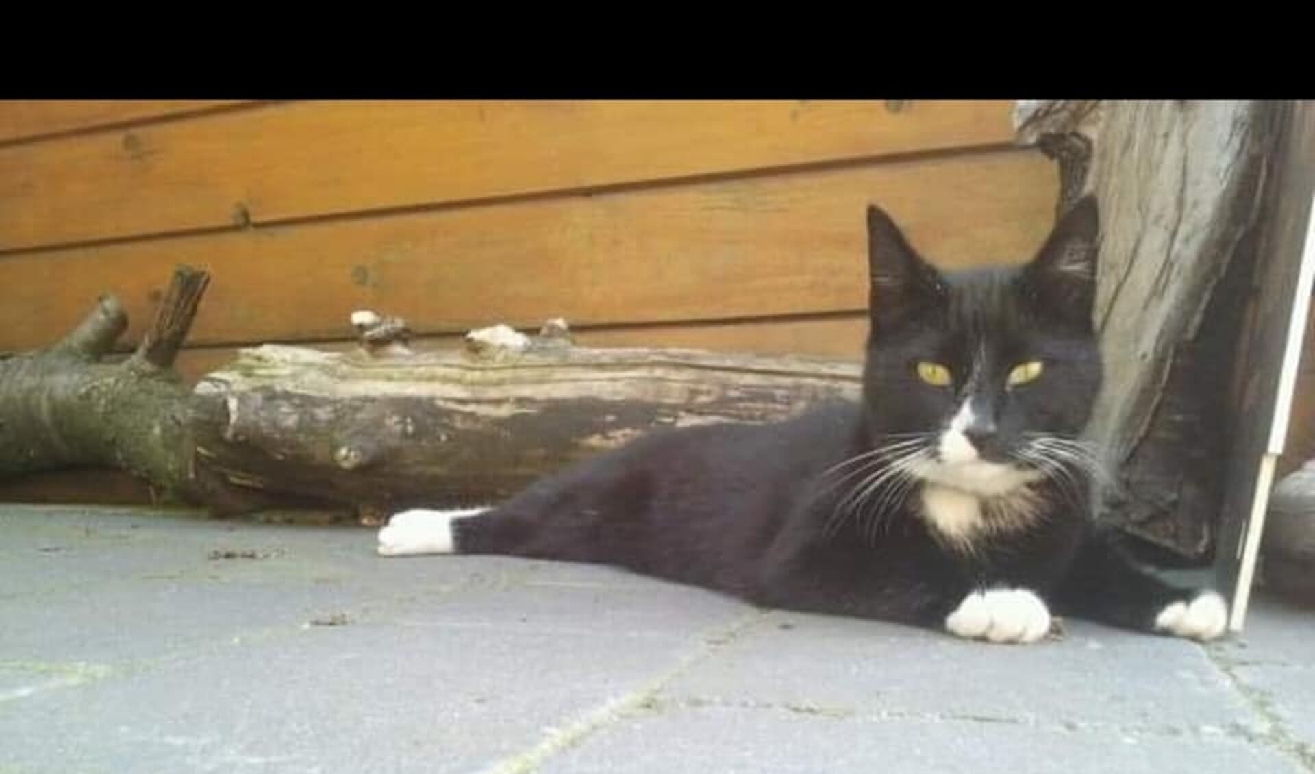 Kat Mauxi is sinds eind november vermist, evenals verschillende andere zwart-witte katten in de Vogelbuurt in Barneveld.