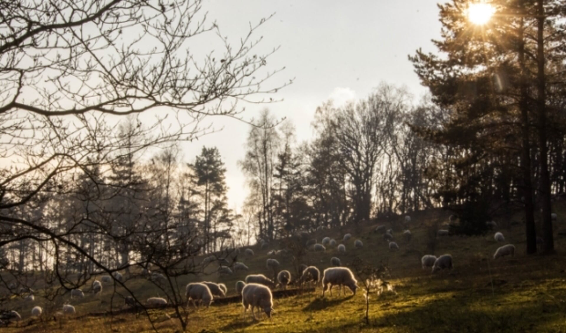 De grazende schapen die de heide onderhouden, trekken veel bekijks van wandelaars. 