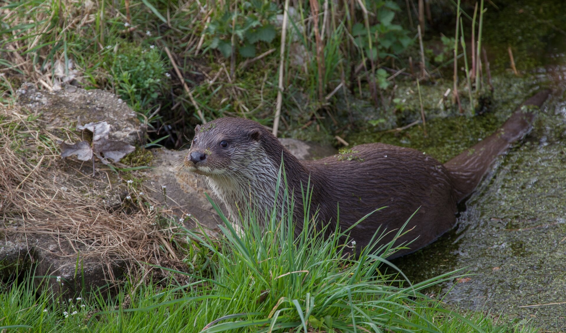 De otter wordt steeds talrijker in Nederland. Het exemplaar op de foto is overigens niet het dier dat gezien is bij Amelisweerd