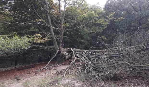 Boom op Posbank
