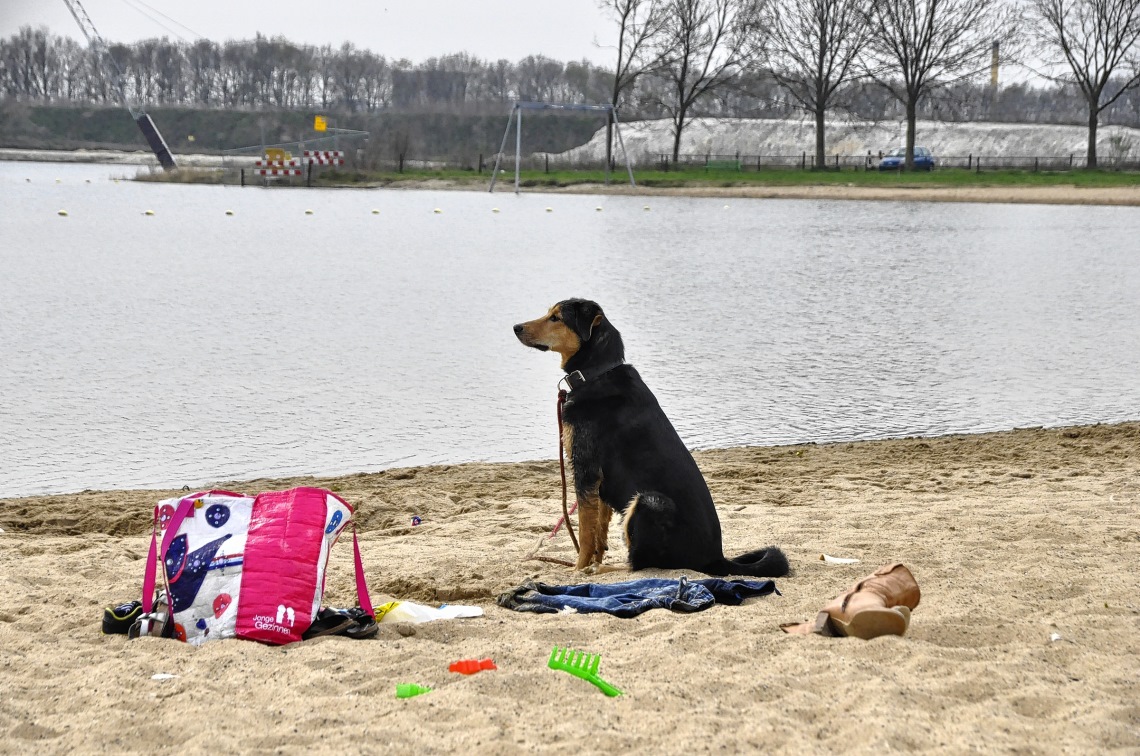 Hondenbelasting Barneveld blijft aan de lage kant ...