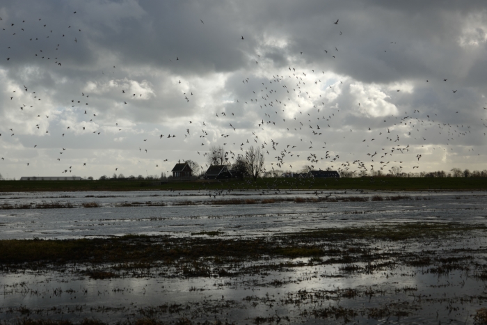 vogels