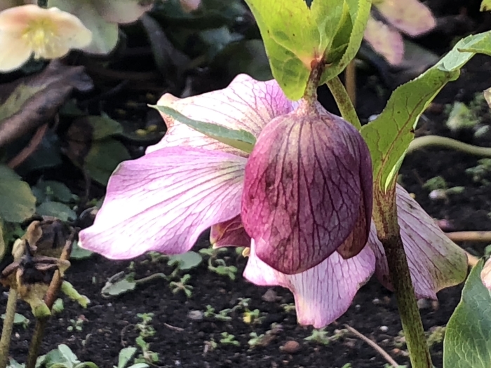 Helleborus Orientalis