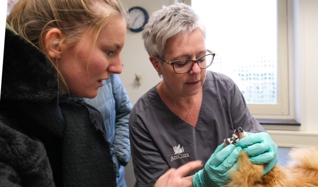 Dierenkliniek AniCura gratis gebitscheck voor honden
