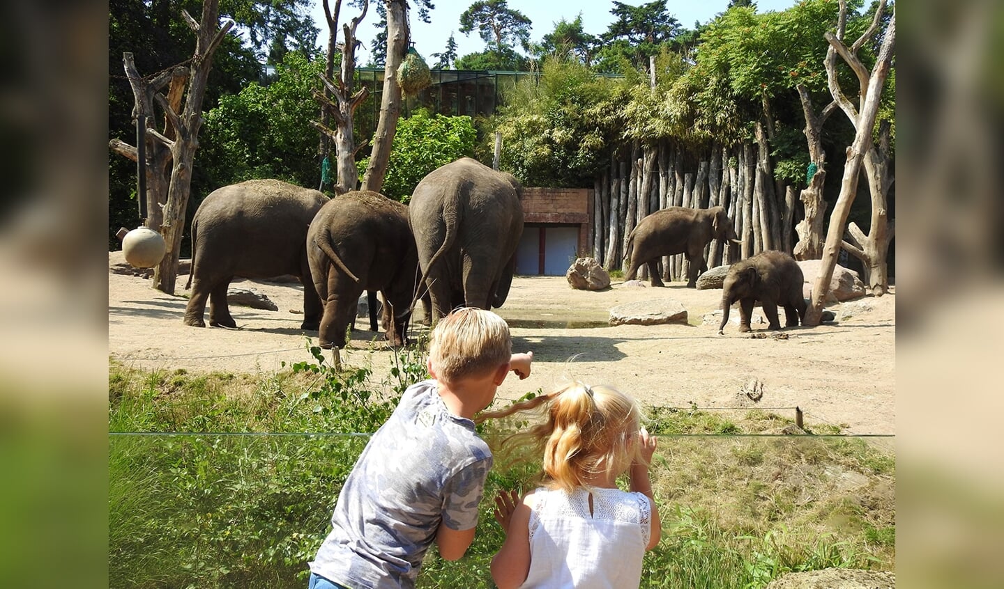 Kinderen bij olifantenfamilie