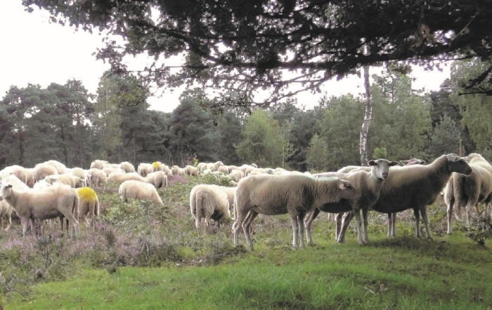 Schapen in Leersum