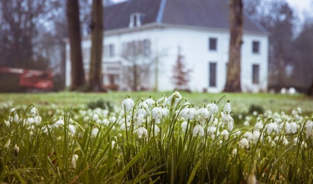 Sneeuwklokjes Amelisweerd