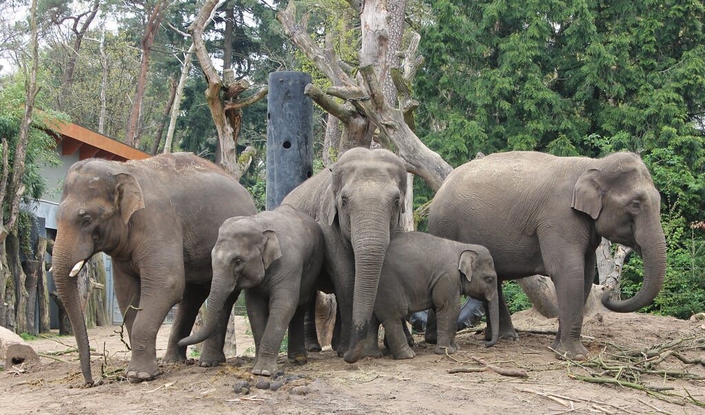 Olifantenfamilie in DierenPark Amersfoort