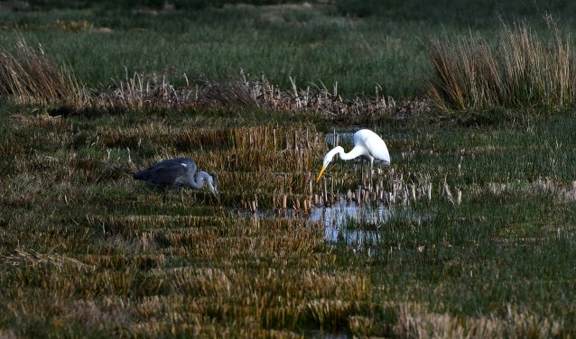 Concurrenten vissen gebroederlijk in de buurt van Lunteren: links de blauwe reiger en rechts de grote zilverreiger.