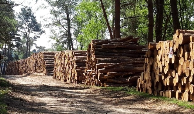 'Al jaren zie ik dat de hoeveelheid omgezaagde bomen in de bossen toeneemt.'