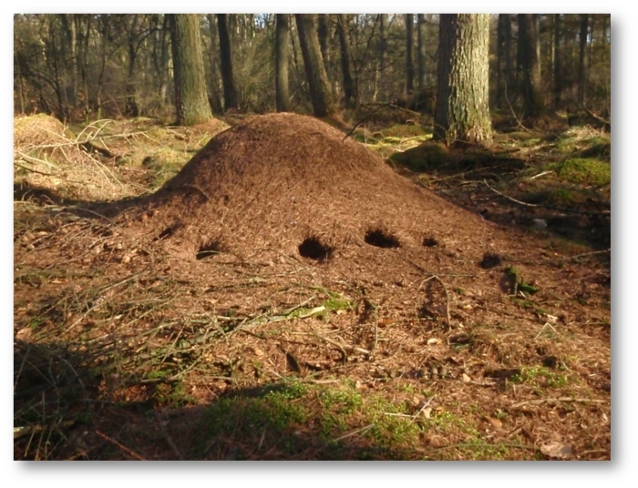 Rode bosmierennest met vraatsporen
