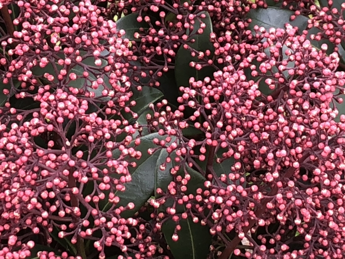 Skimmia Rubella in volle bloei