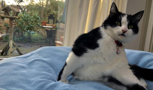 Als een kat een halsband met belletje draagt, horen vogels hem of haar aankomen.