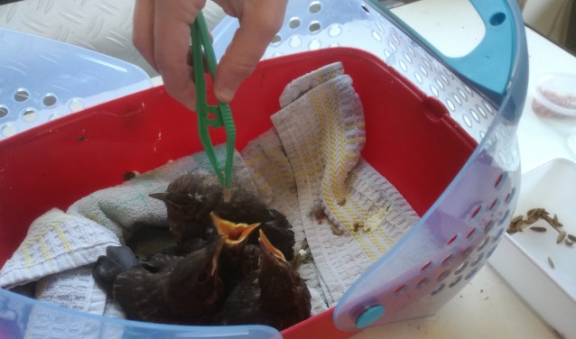 Vogelopvang Soest en Dierenasiel 't Hart zitten in financieel zwaar weer.