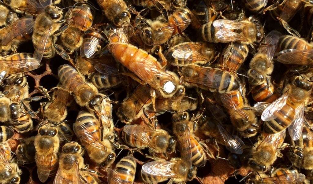 Koningin met bijenvolk 