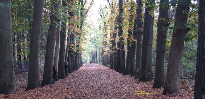 Nimmerdor: immer groen!?