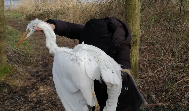 De Grote Zilverreiger.