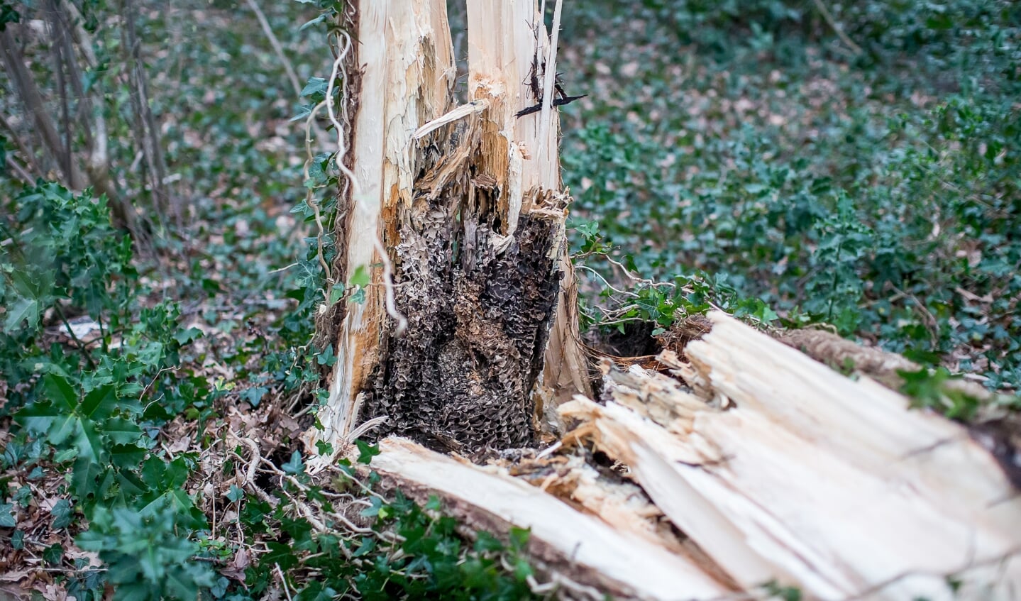 Een voormalig wespennest lijkt er de oorzaak van de de boom omviel