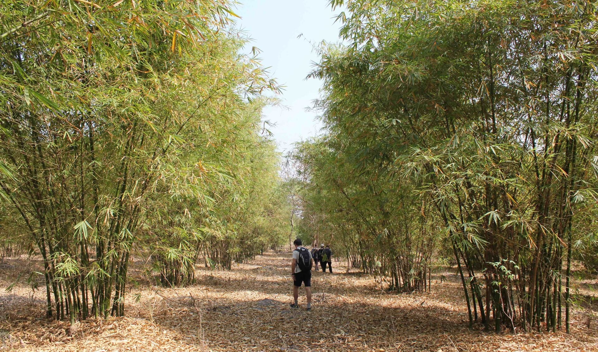 drie jaar oud bamboebos