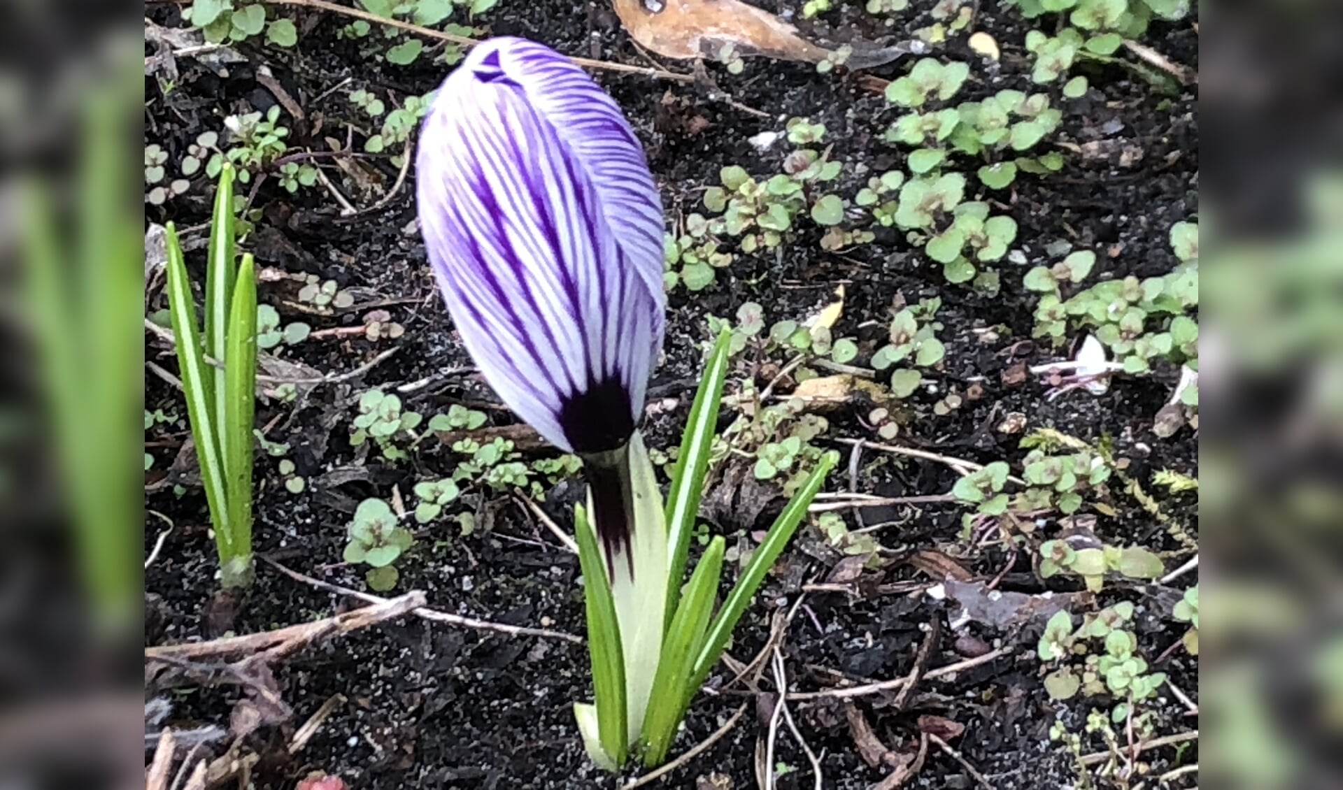 gemarmerde paars-witte krokus