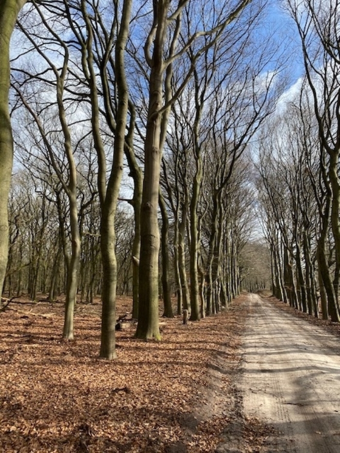 Bospaden