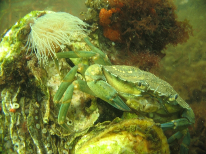 Krab in Zeeland.