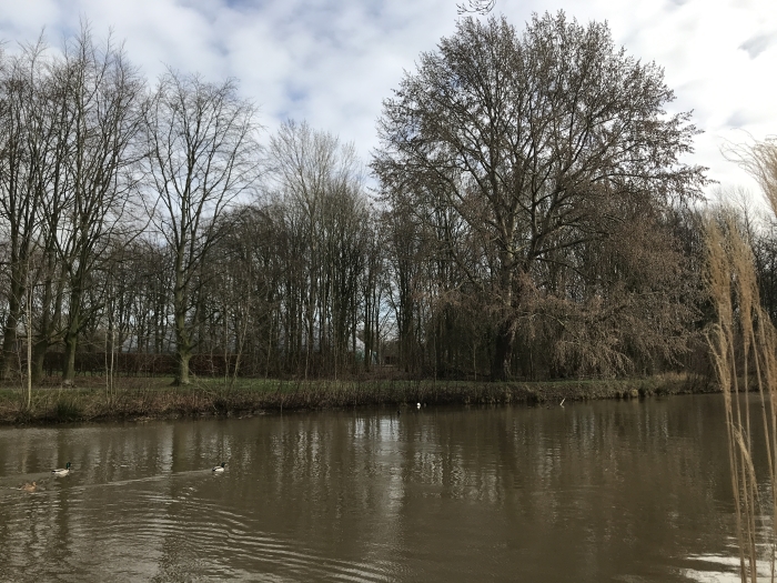 klimboom aan de Kromme Rijn