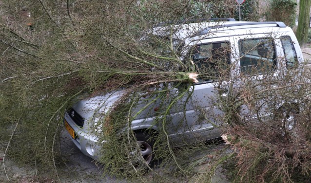 Een boom viel op een geparkeerde Suzuki op de Lijsterlaan.