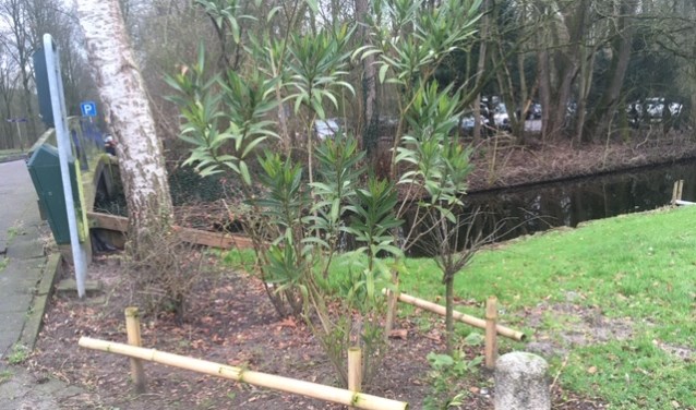 Het bewuste plantsoen moet de door de bewoner aangebrachte plantjes en kleine omheining.