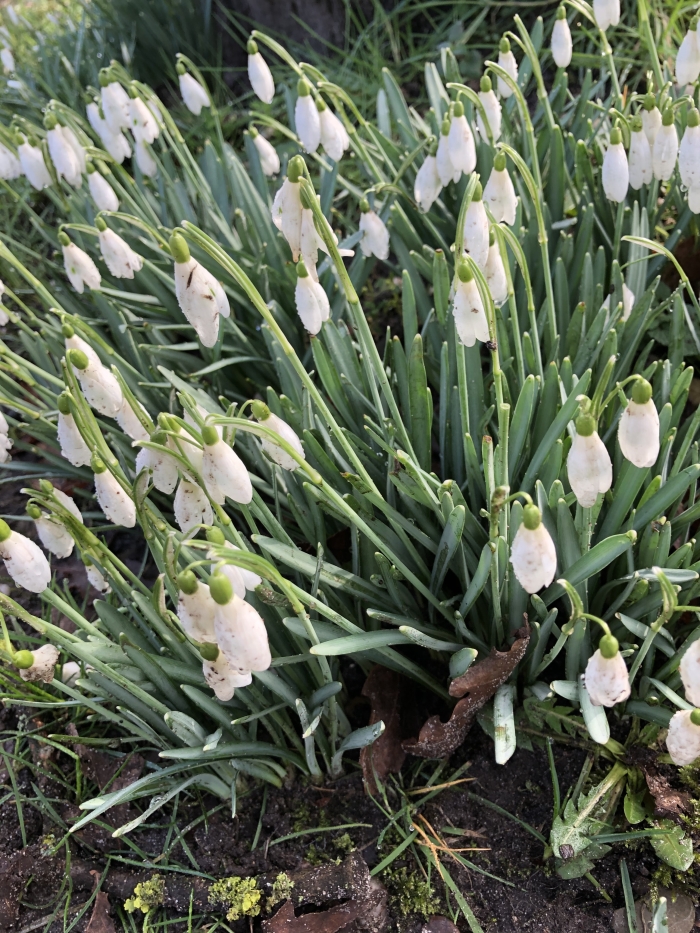 Sneeuwklokjes