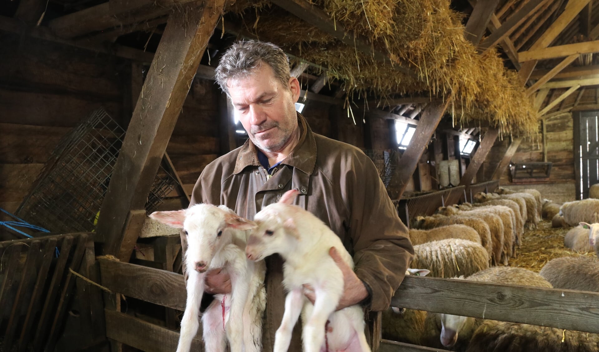 Herder Aart met twee pasgeboren lammetjes