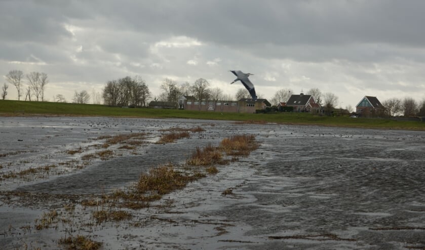 vogels