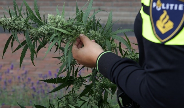 Agent met hennepplant.