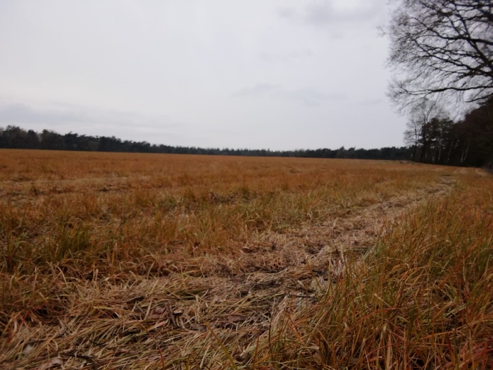 Akker langs de dr. Hartogsweg nabij Bosbeek Bennekom bespoten met glyfosfaat, voorjaar 2019.