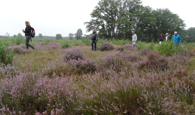 De Stroese Heide.