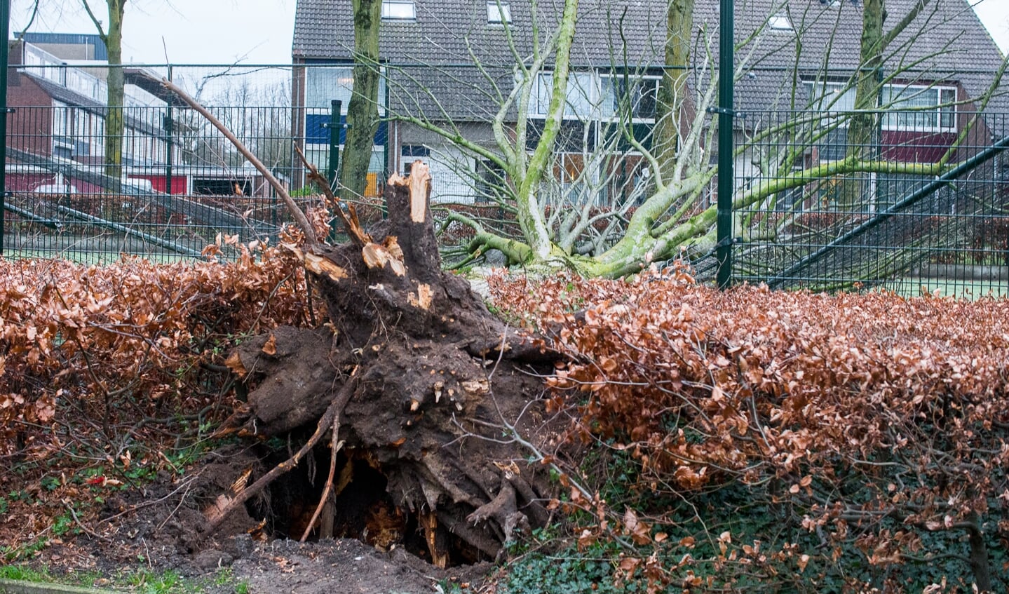 Een boom viel een voetbalkooi binnen op de Sint Hubertus in Ede