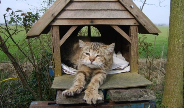 Eerst even de poes verwijderen en dan schilderen maar.