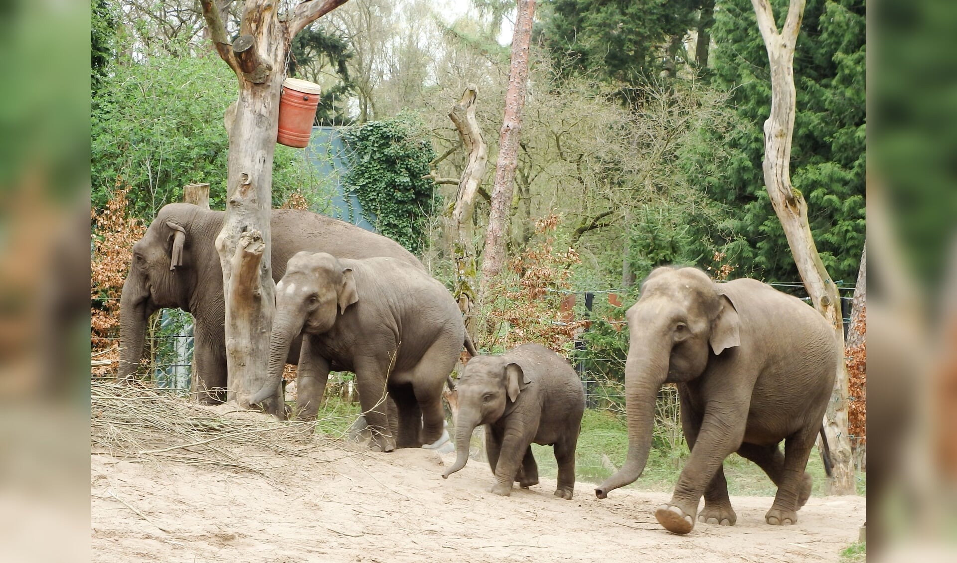 Uitbreiding van de olifantenfamilie