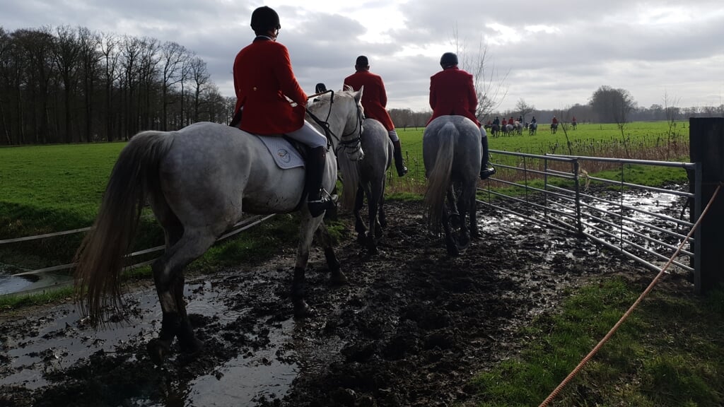 Archieffoto: een beetje modder hindert de paarden niet. De weilanden zijn momenteel echter zo drassig dat een slipjacht onverantwoord is.