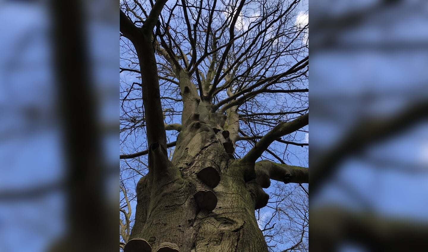 Prachtige boom