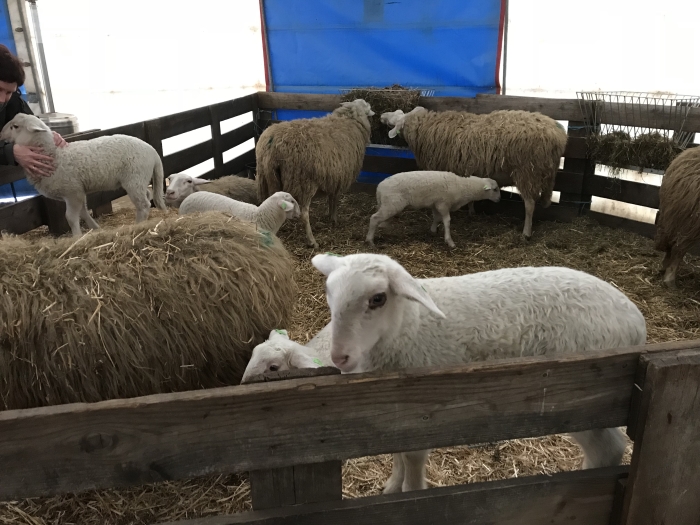 Lammetjes in de tent