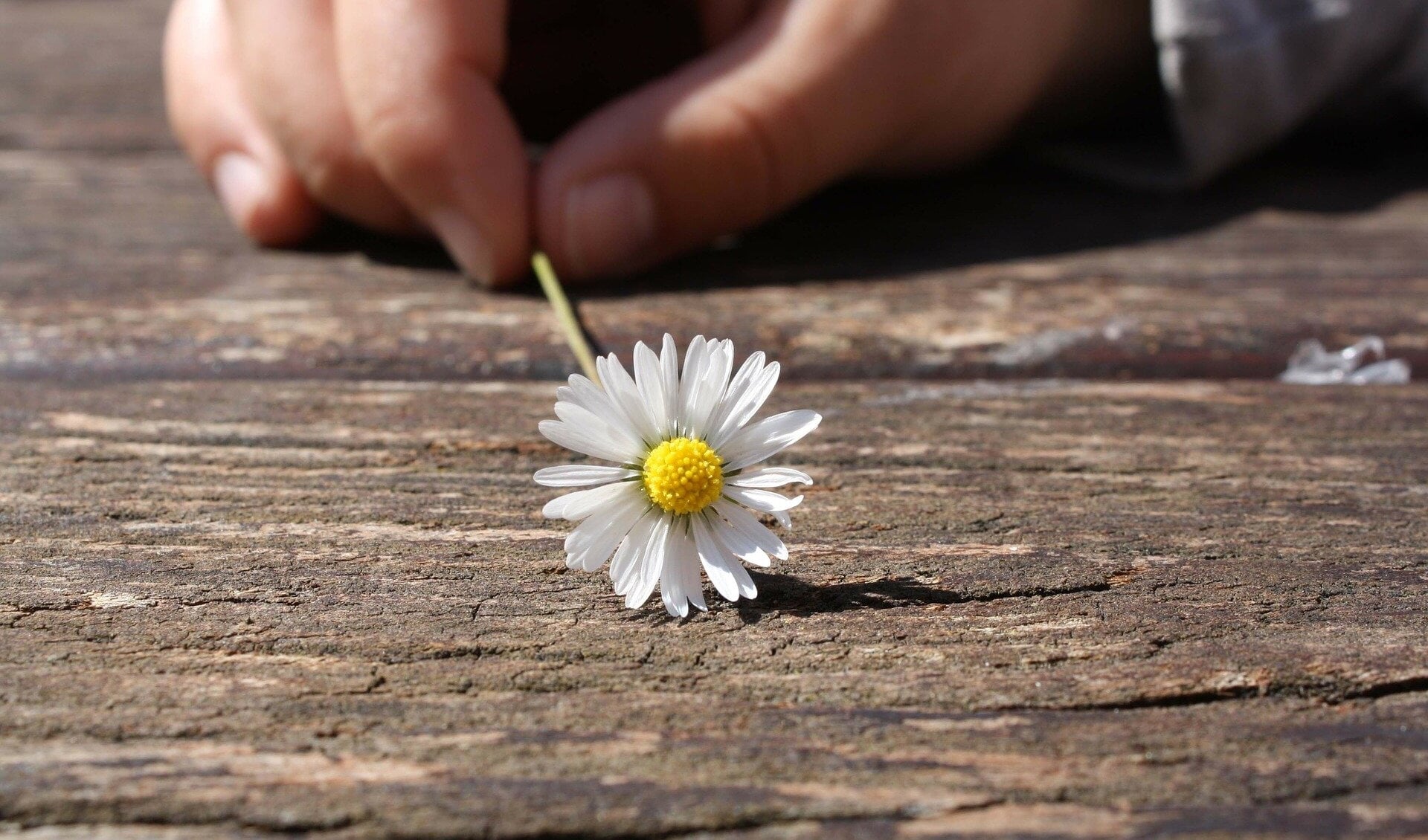 hand met bloem