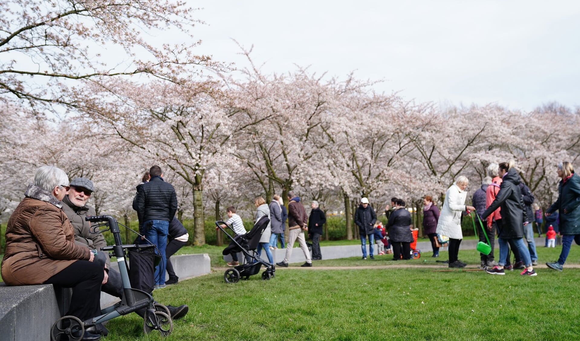 Het Bloesempark in het Amsterdamse Bos trekt elk voorjaar veel bezoekers als de bomen in bloei staan. 